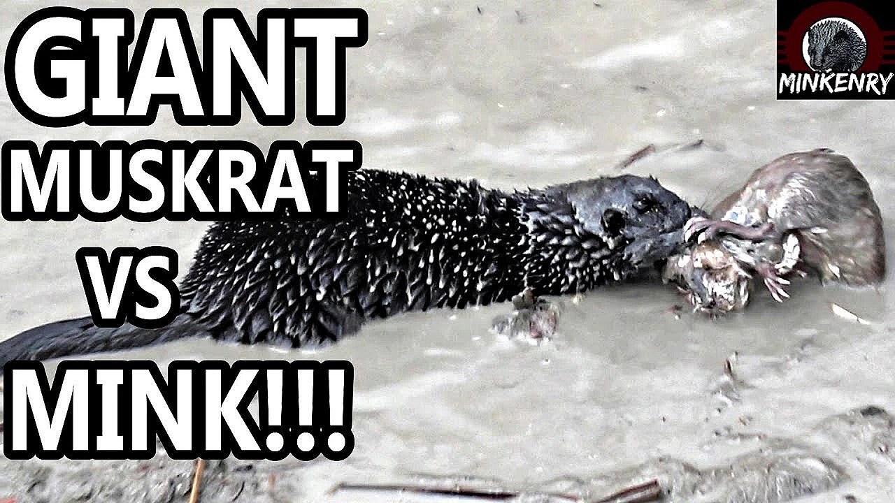 Triple Muskrat Catch! Big Muskrats Vs Big Mink!