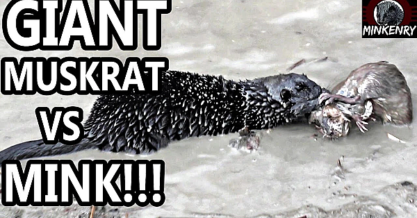 Triple Muskrat Catch! Big Muskrats Vs Big Mink!