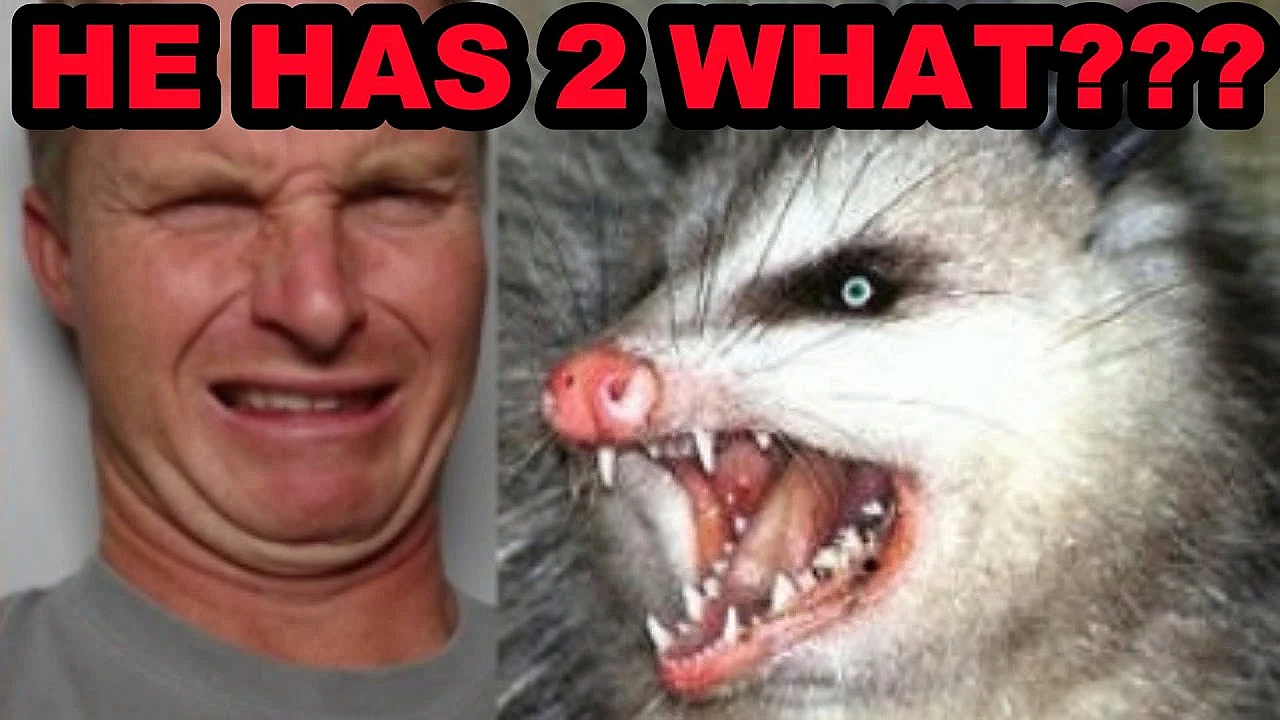 2-peter Possum: Myth Busting + Bizarre Truths On North America's Only Marsupial.