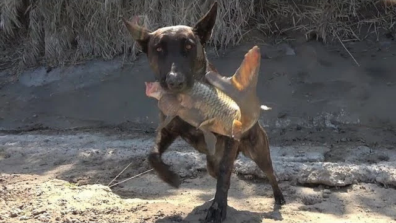 Saber The Mink Slams A Muskrat!