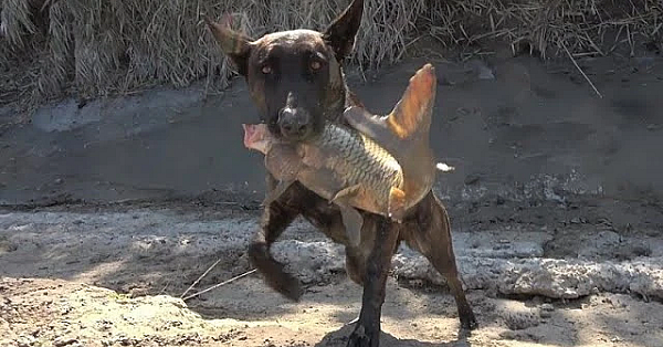 Saber The Mink Slams A Muskrat!