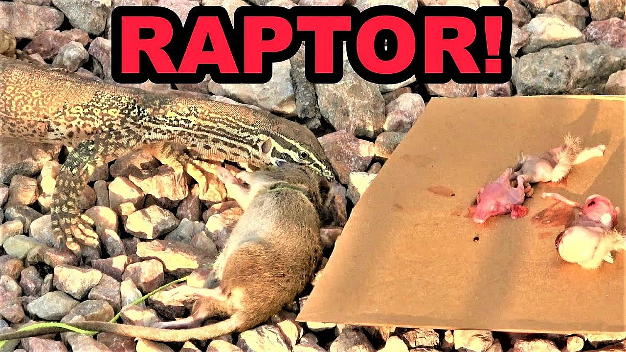 Raptor: New Trading Tool