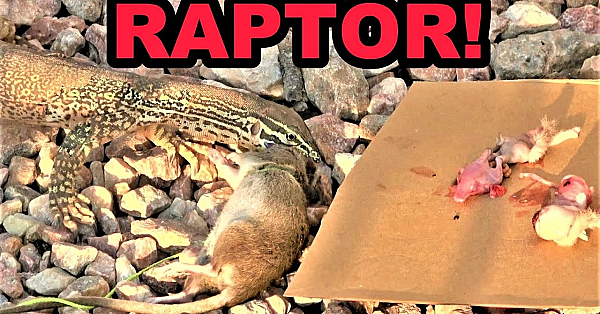 Raptor: New Trading Tool