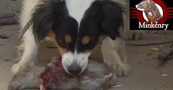 Mink And Dog Cleanup Backyard Rats Part 2