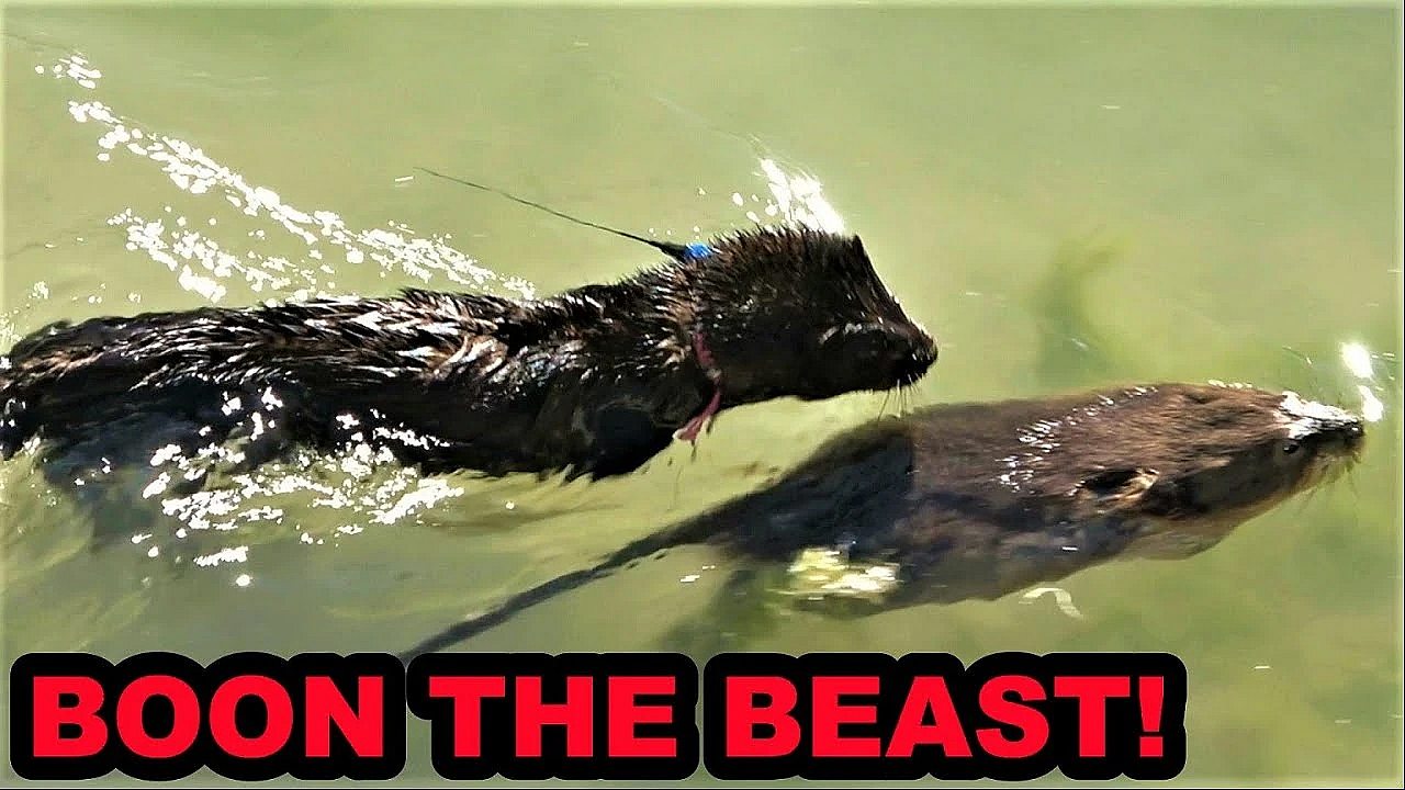 Boon The Greatest Muskrat Hunter Of Them All!