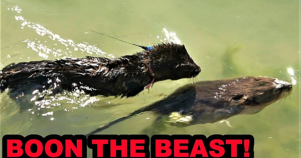 Boon The Greatest Muskrat Hunter Of Them All!