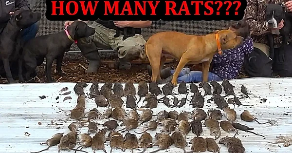 91 Rat Chicken Coop, How Many Rats 8 Months Later???