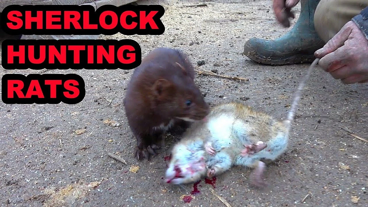 Sherlock Catching Rats Along A Stream