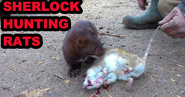 Sherlock Catching Rats Along A Stream