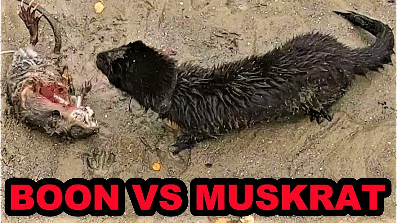 Boon And The Muskrat Outcast!