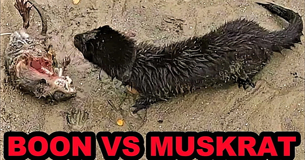 Boon And The Muskrat Outcast!