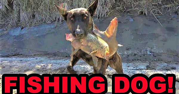 Fishing With A Dog!?!?!?