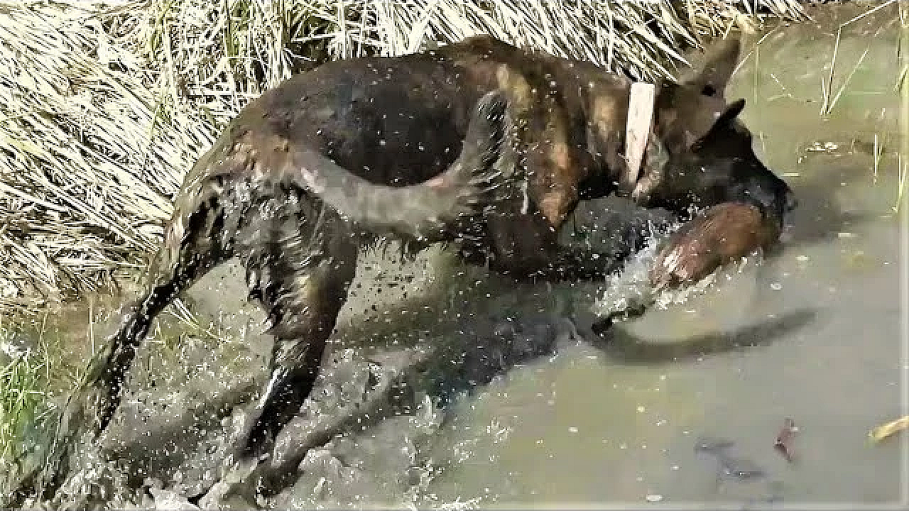 Hunting Muskrats: I'm Running Out Of Title Ideas!