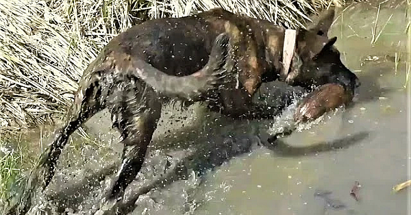 Hunting Muskrats: I'm Running Out Of Title Ideas!