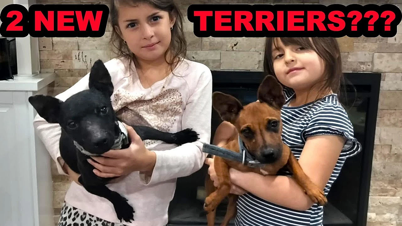 Mink Man's Pack Gets Two New Terriers!