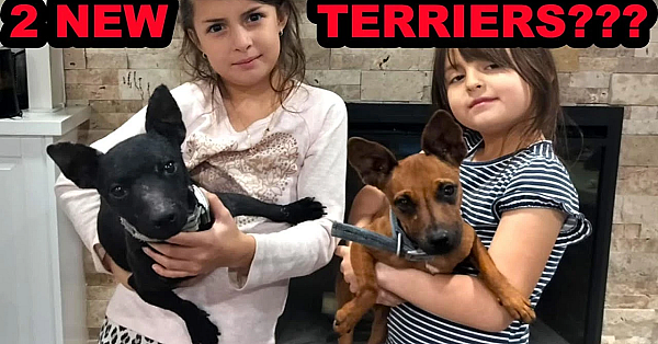 Mink Man's Pack Gets Two New Terriers!