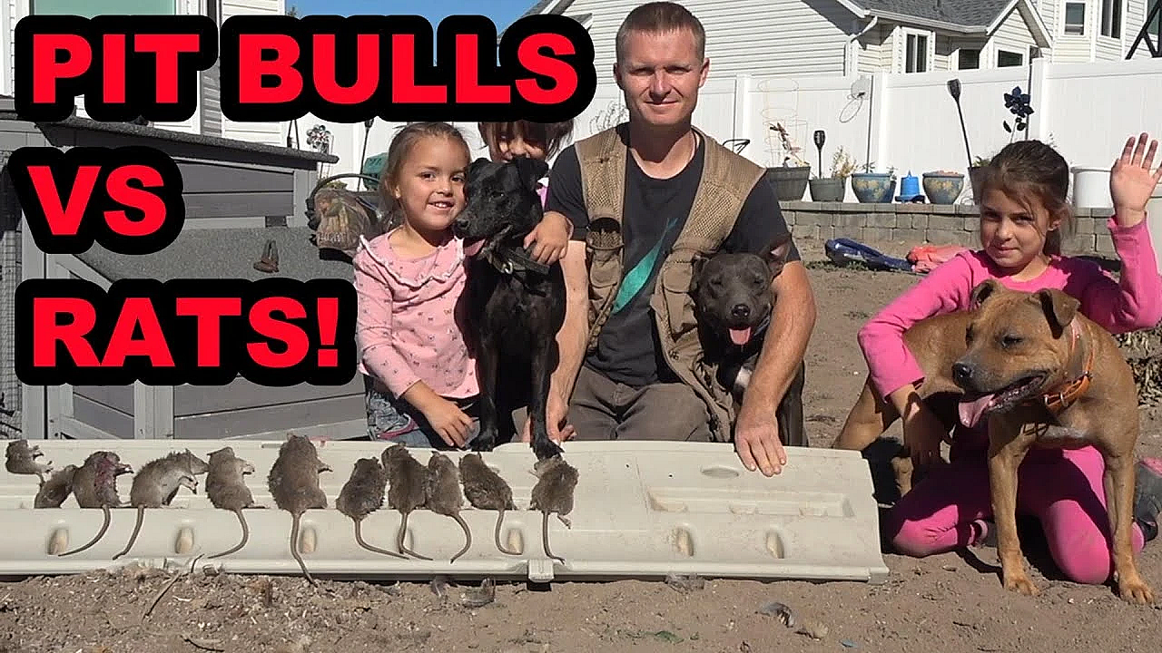 2 Pit Bulls And A Mini Lurcher Destroy Back Yard Rats!