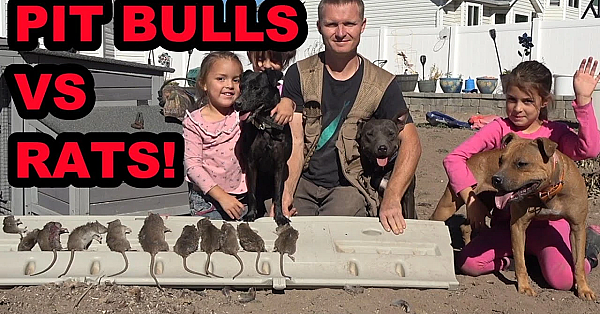 2 Pit Bulls And A Mini Lurcher Destroy Back Yard Rats!