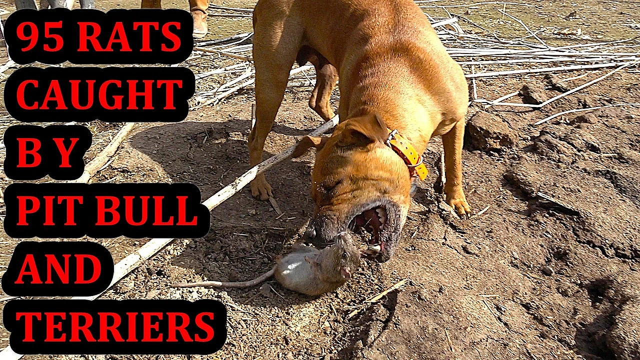 95 Rats At The Pheasant Farm!