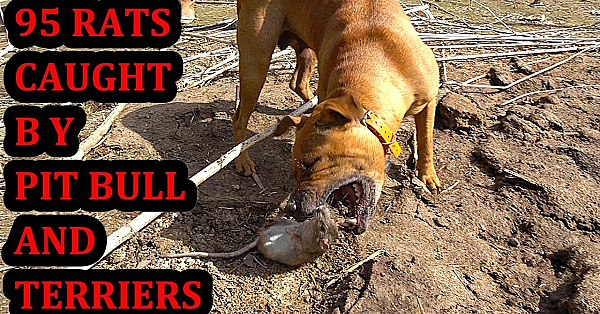 95 Rats At The Pheasant Farm!