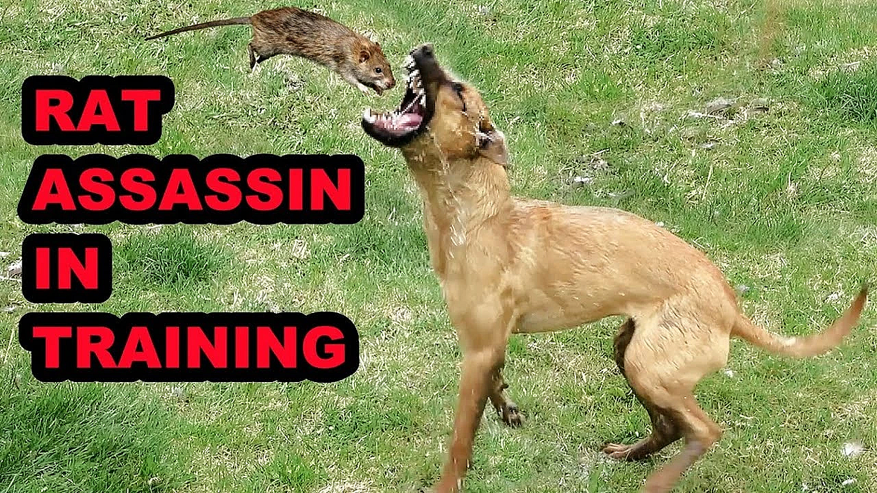 Bindi's 1st Ratting!