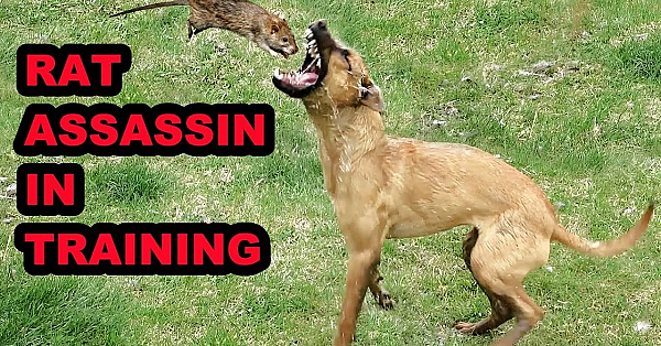 Bindi's 1st Ratting!