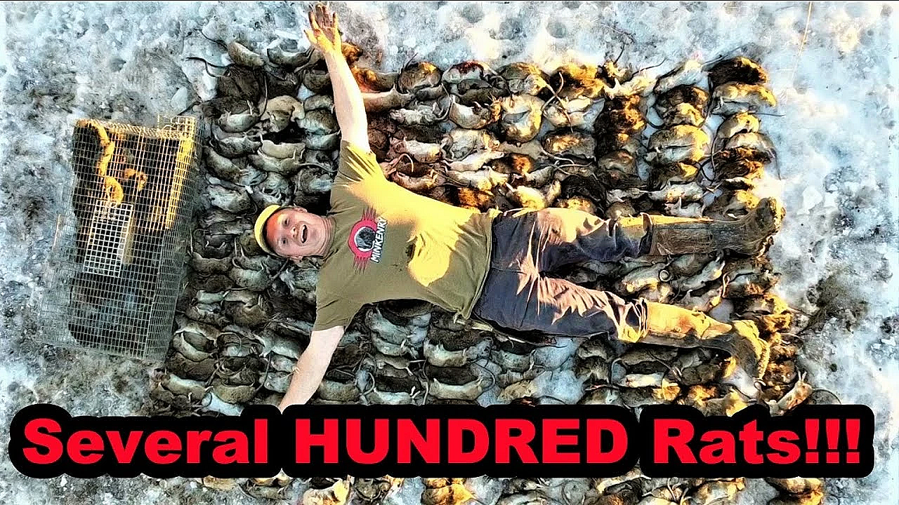 Record Shattering Ratting Run!