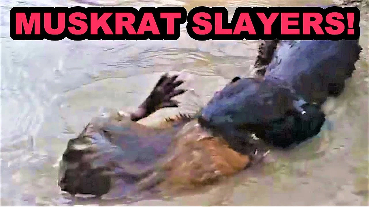 Fang And Onsa: The Dynamic Duo!