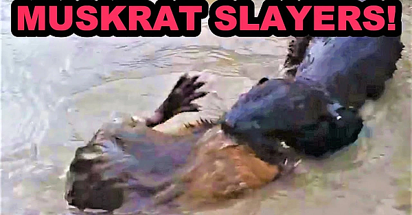 Fang And Onsa: The Dynamic Duo!