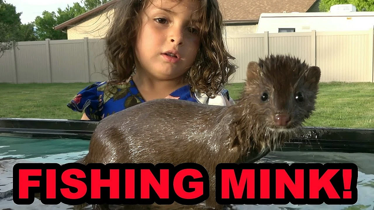 Villain Catching Fish In Full Tank!