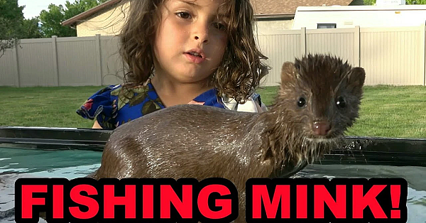 Villain Catching Fish In Full Tank!