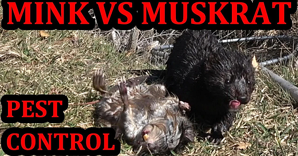 Spark The Mink Working The Park.