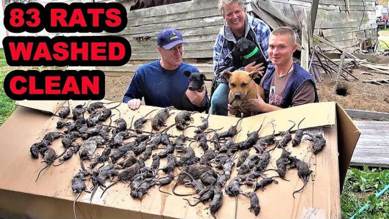 Washing The Farm Clean Of Rats! (with Dawn Soap)