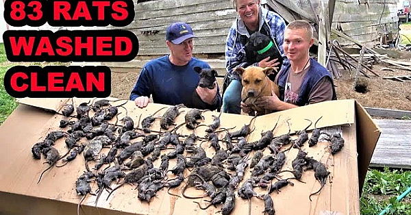 Washing The Farm Clean Of Rats! (with Dawn Soap)