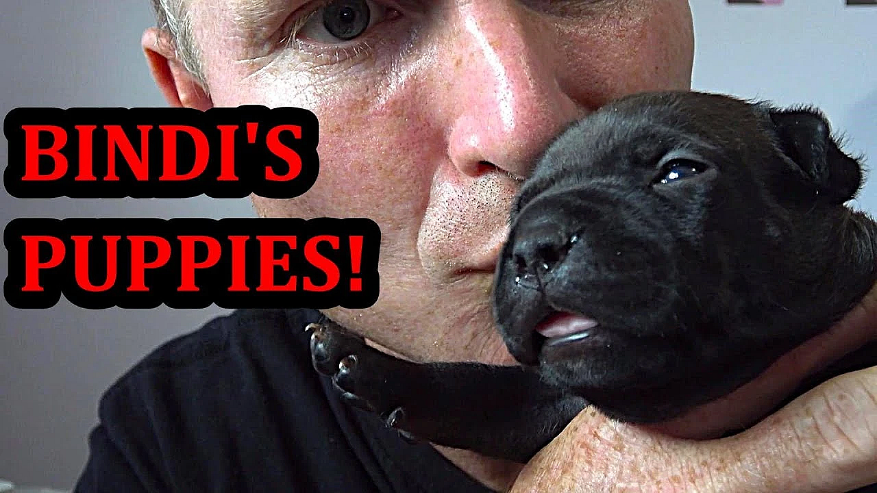 Bindi's Puppies 1 And 2 Weeks Old!