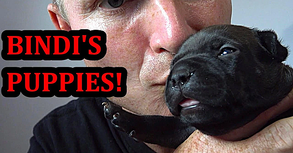 Bindi's Puppies 1 And 2 Weeks Old!