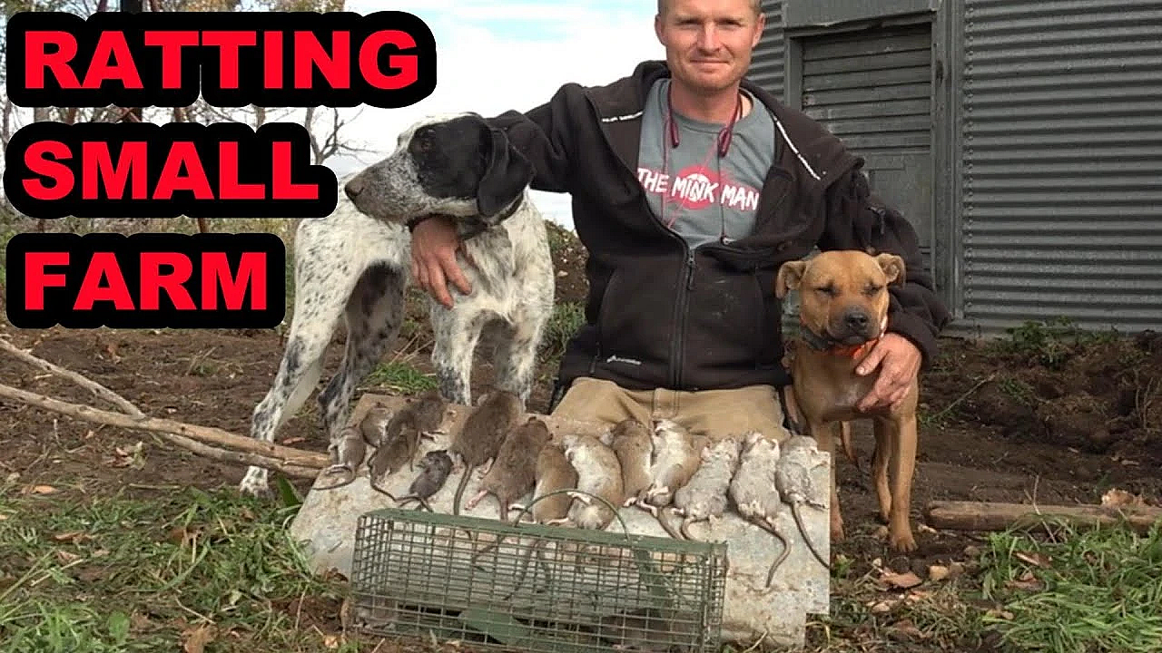 Ratting At A Small Farm