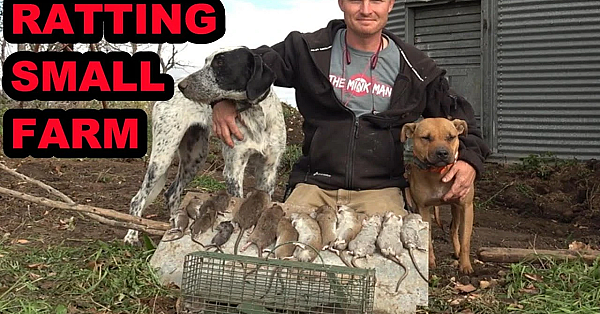 Ratting At A Small Farm