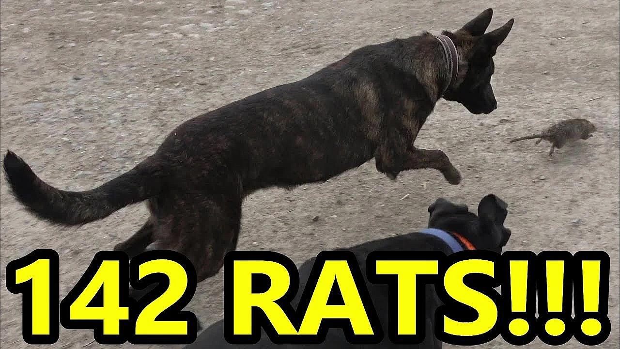 Gremlin And Sherni's First Ratting!