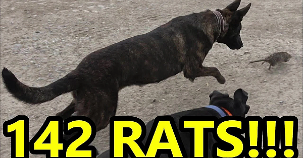 Gremlin And Sherni's First Ratting!