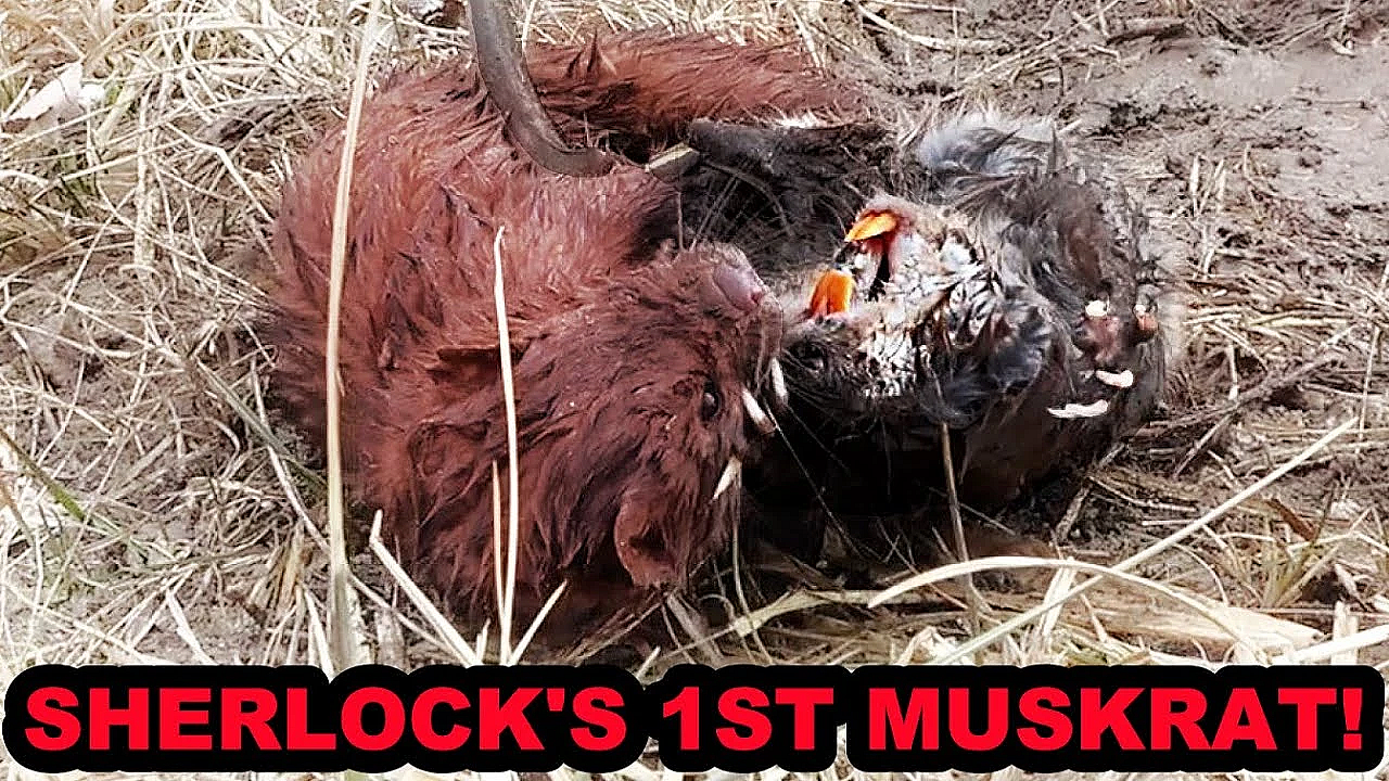 Kung Fu Muskrat Returns To Battle Sherlock!