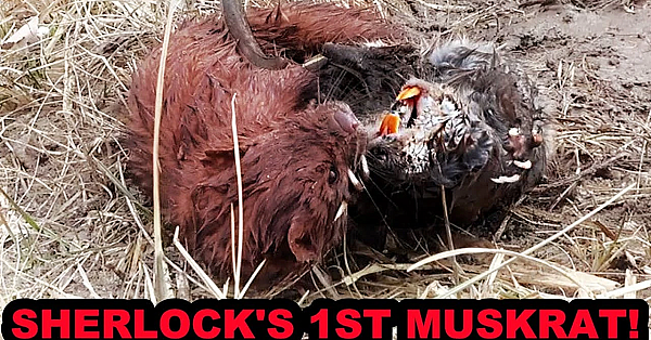 Kung Fu Muskrat Returns To Battle Sherlock!