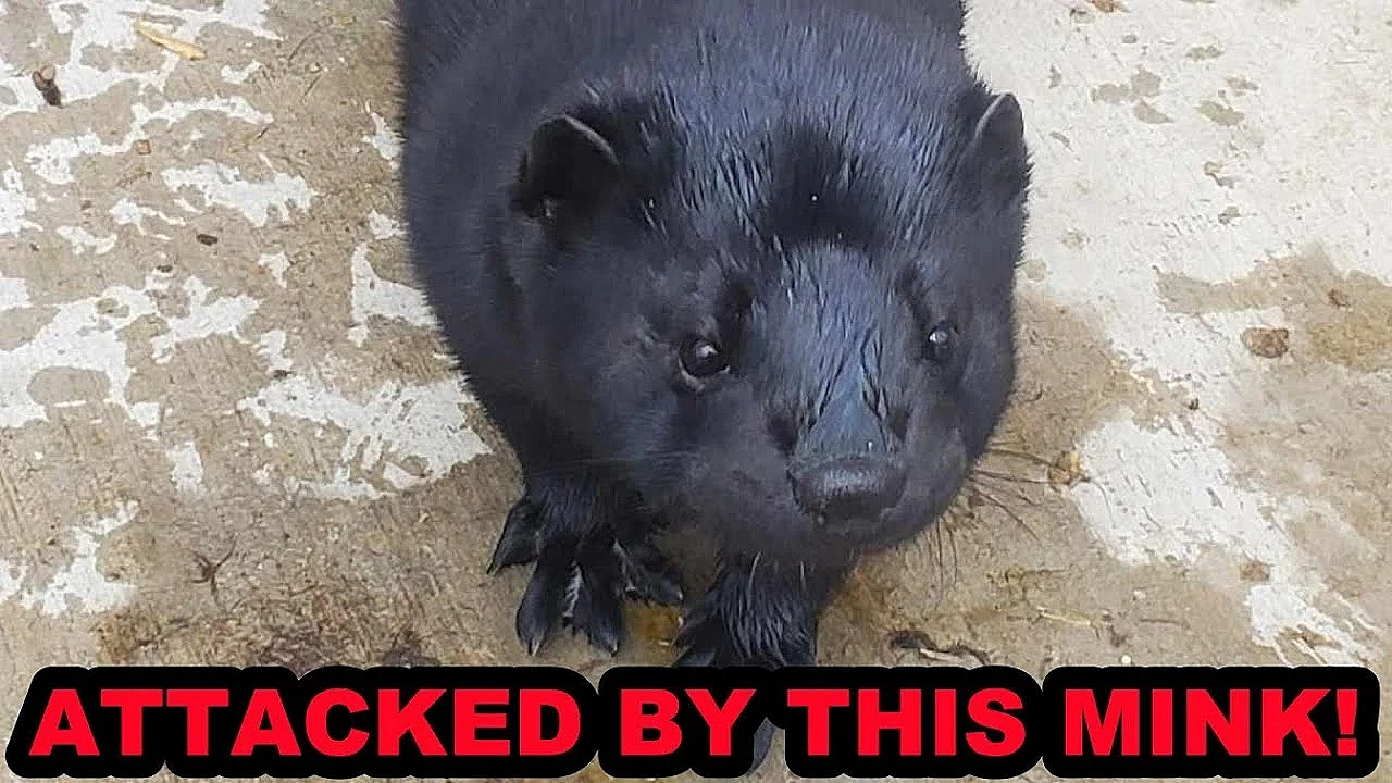 My New Crazy Mink Who Wants To Eat Me!!!