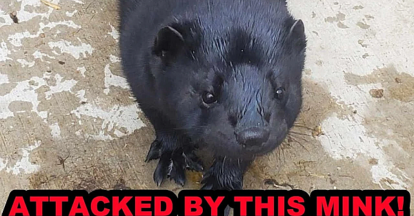 My New Crazy Mink Who Wants To Eat Me!!!