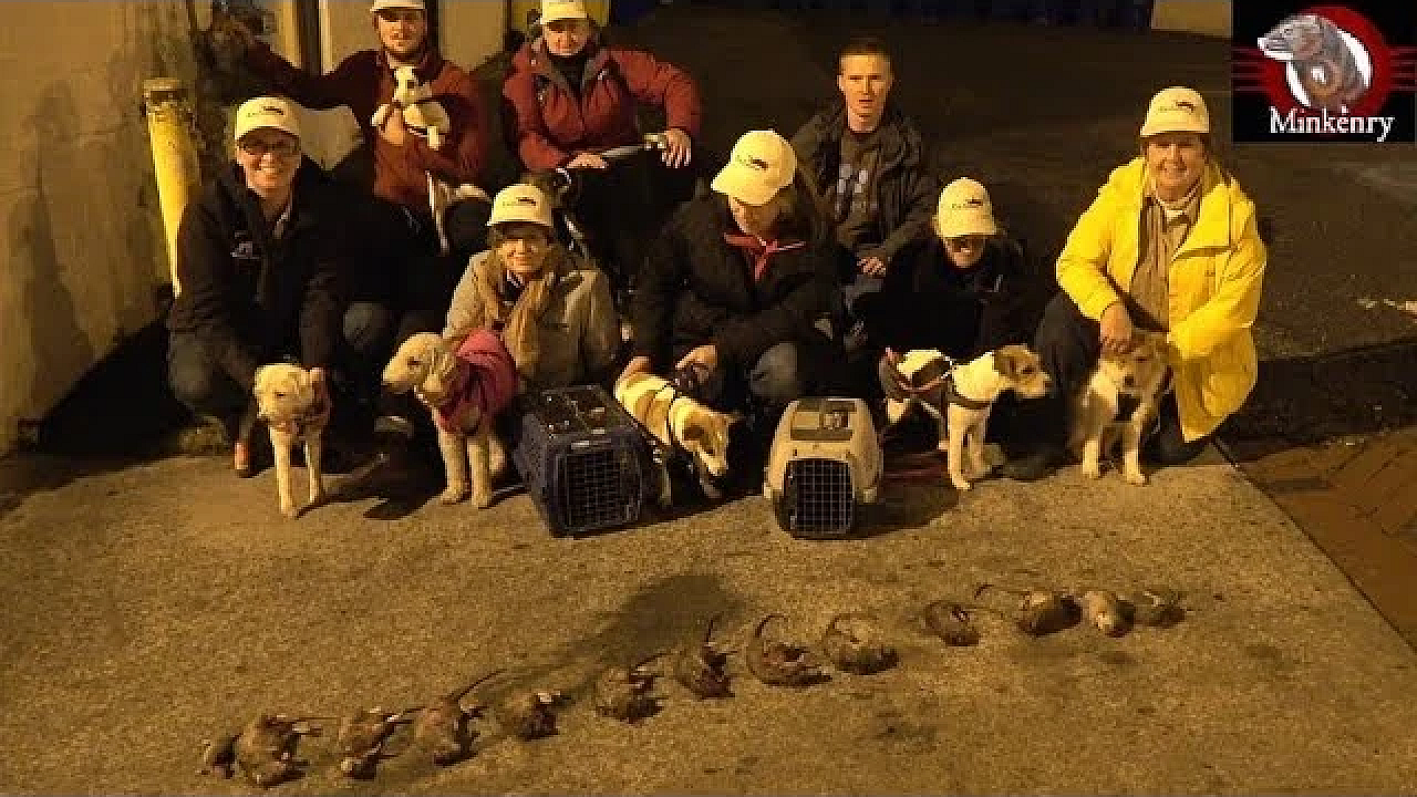 Exterminating Big Rats In The Big City With Mink And Terriers!