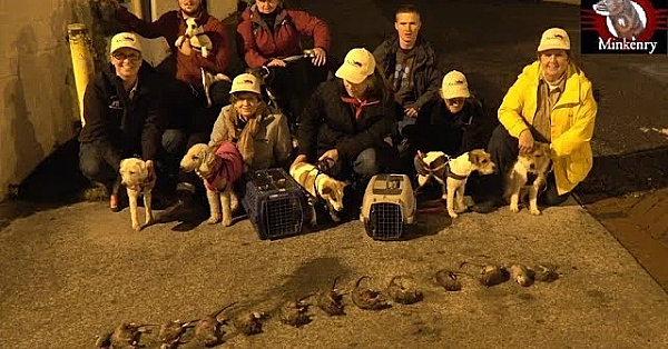 Exterminating Big Rats In The Big City With Mink And Terriers!