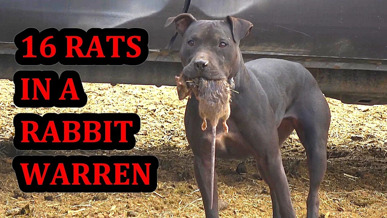 16 Rats Caught in a Rabbit Warren!