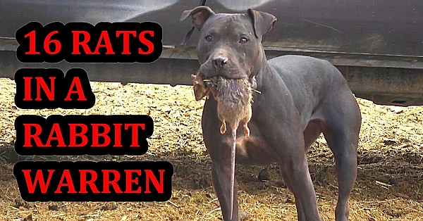 16 Rats Caught in a Rabbit Warren!