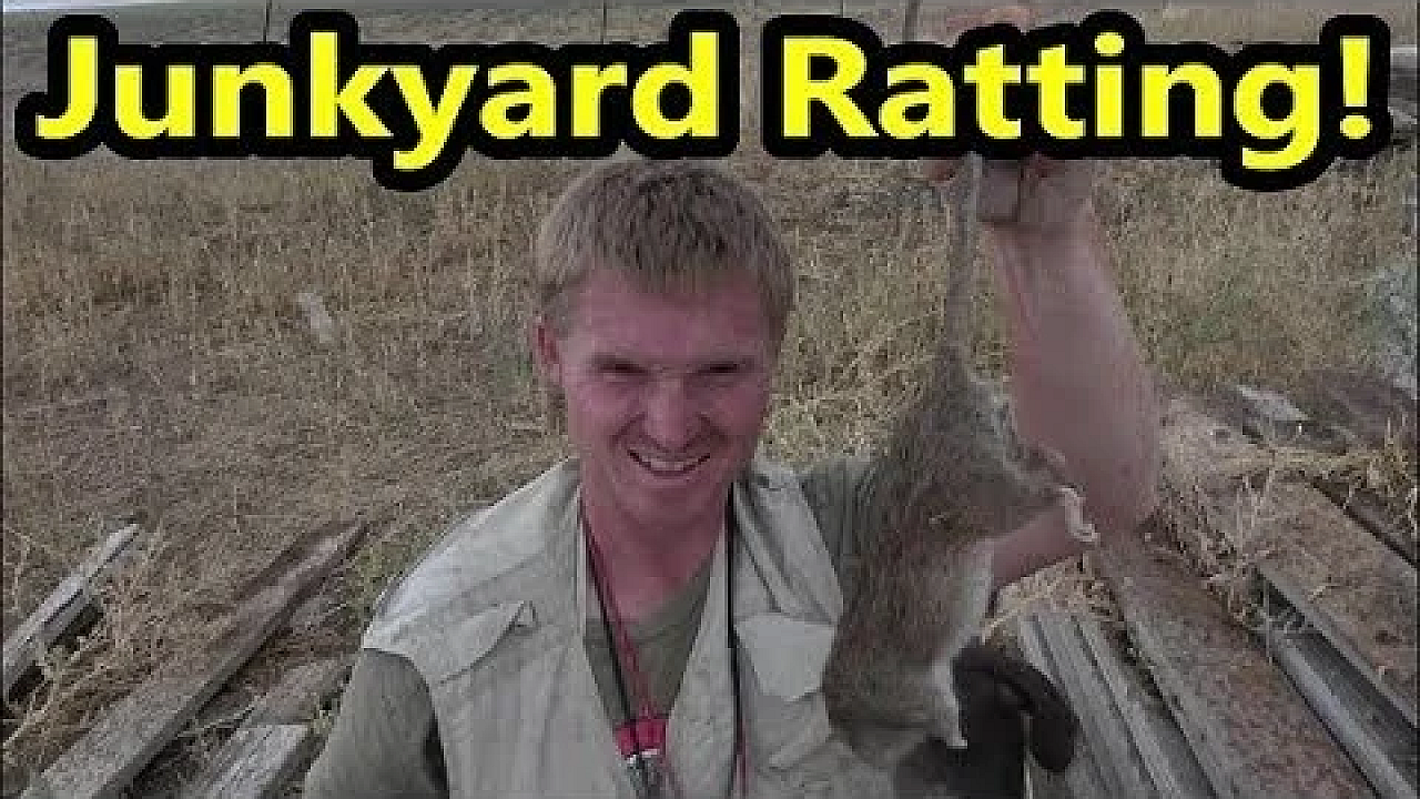 Junkyard Ratting!