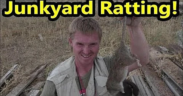 Junkyard Ratting!